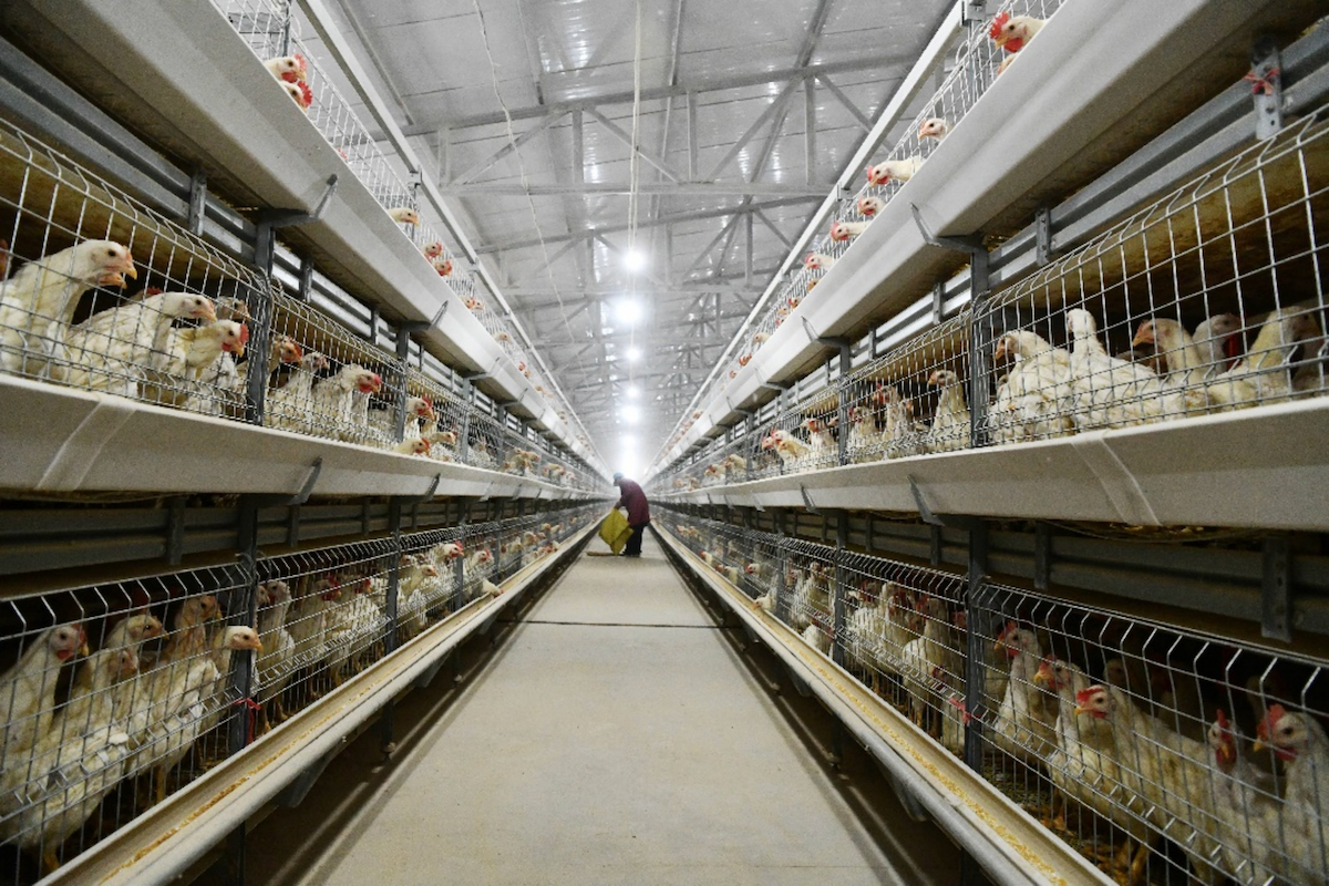 畜牧业综合管理系统.png 畜牧业综合管理系统.png