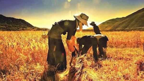 农村农业改革.jpeg 农村农业改革.jpeg