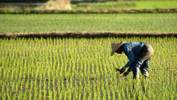 农村农业改革.jpeg 农村农业改革.jpeg