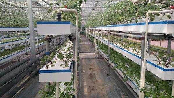 智能化大棚.jpeg 智能化大棚.jpeg