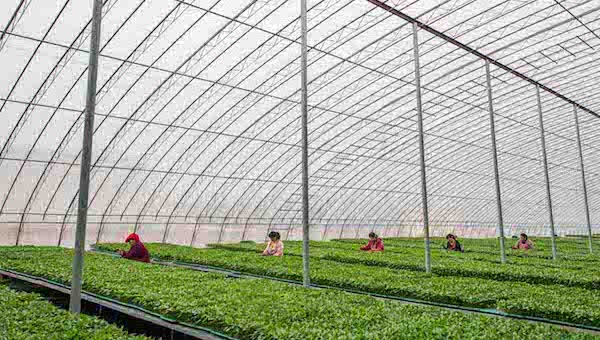 智能化大棚.jpeg 智能化大棚.jpeg