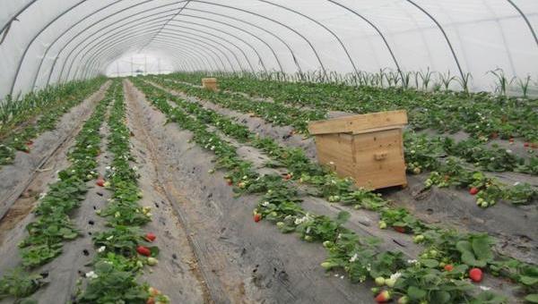 为什么非要选择智能化大棚?.jpeg 为什么非要选择智能化大棚?.jpeg