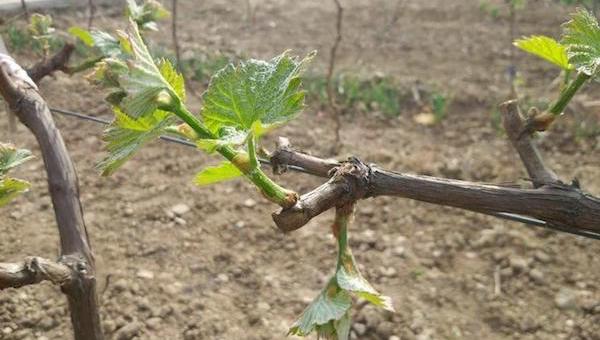 葡萄夏剪之抹芽.jpeg 葡萄夏剪之抹芽.jpeg