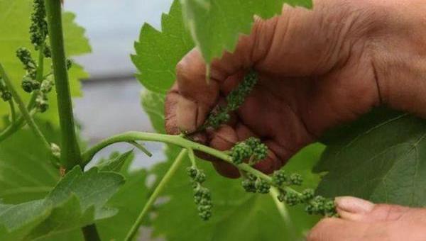 葡萄夏剪之绑蔓.jpeg 葡萄夏剪之绑蔓.jpeg