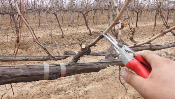 葡萄夏剪之剪枝.jpeg 葡萄夏剪之剪枝.jpeg