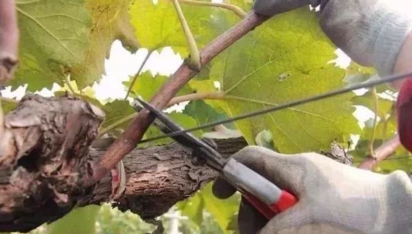 葡萄夏剪的过程.jpeg 葡萄夏剪的过程.jpeg