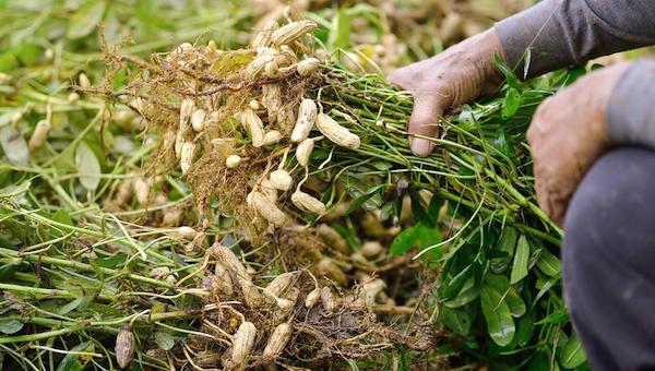 踩秧对花生高产的有利之处.jpeg 踩秧对花生高产的有利之处.jpeg