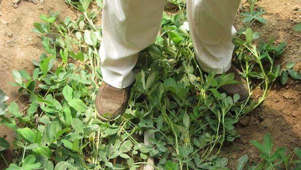 花生高产之踩秧能控制植株生长过旺.jpeg 花生高产之踩秧能控制植株生长过旺.jpeg