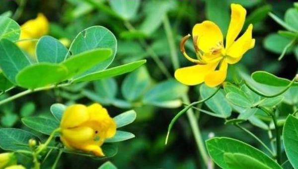 花生高产之踩秧的时间要注意到.jpeg 花生高产之踩秧的时间要注意到.jpeg