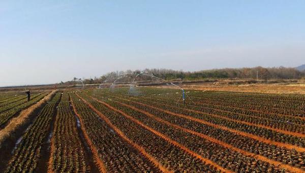 什么是水肥一体化.jpeg 什么是水肥一体化.jpeg