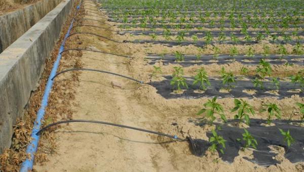 水肥一体化的优势所在.jpeg 水肥一体化的优势所在.jpeg