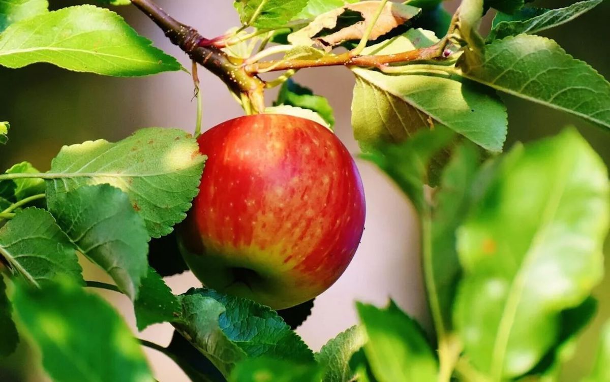 水肥一体化技术促进果树生长发育.jpeg 水肥一体化技术促进果树生长发育.jpeg