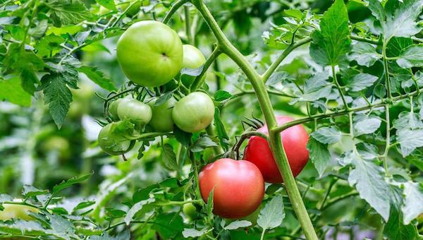 种番茄该注意什么.jpeg 种番茄该注意什么.jpeg