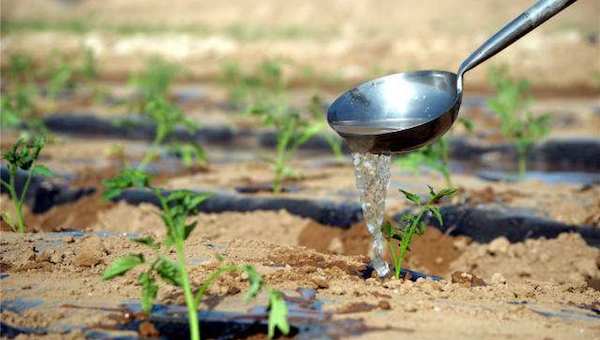 种番茄需要注意浇水量.jpeg 种番茄需要注意浇水量.jpeg