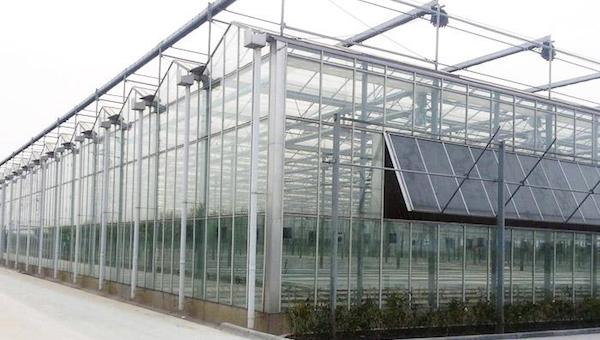 荷兰的水肥一体化.jpeg 荷兰的水肥一体化.jpeg