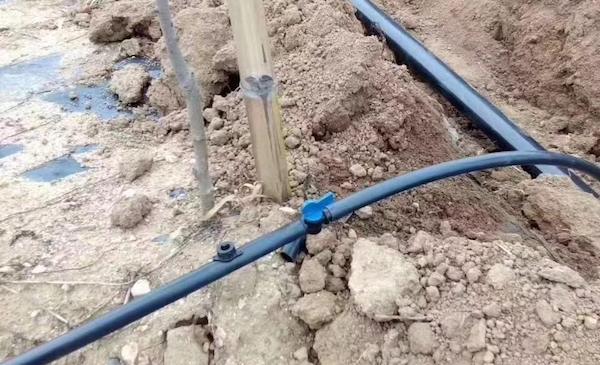 水肥一体化为农户带来增产丰收的景象.jpeg 水肥一体化为农户带来增产丰收的景象.jpeg