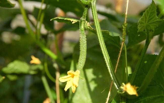 种植黄瓜时如何预防它弯着长?.jpeg 种植黄瓜时如何预防它弯着长?.jpeg