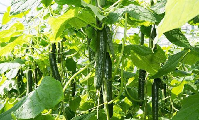 种植黄瓜时已经长弯的有没有补救措施?.jpeg 种植黄瓜时已经长弯的有没有补救措施?.jpeg