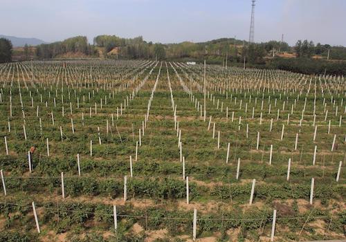猕猴桃搭架中的篱架.jpeg 猕猴桃搭架中的篱架.jpeg