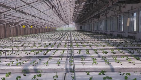 无土栽培的优点.jpeg 无土栽培的优点.jpeg