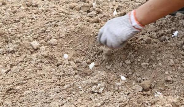 秋季大蒜播种的方法.jpeg 秋季大蒜播种的方法.jpeg