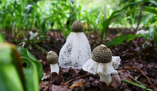 玉米地套种的环境.jpeg 玉米地套种的环境.jpeg