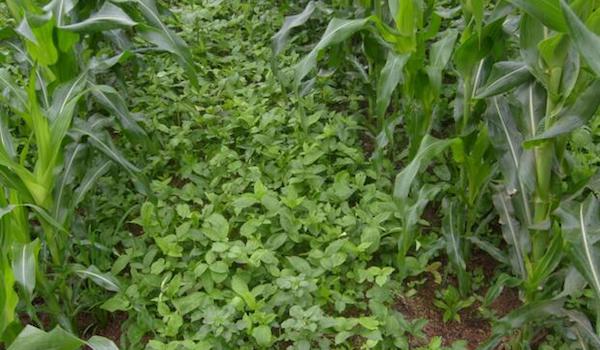 适合在玉米地套种的蔬菜品类.jpeg 适合在玉米地套种的蔬菜品类.jpeg