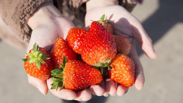 适宜草莓生长的温度环境.jpeg 适宜草莓生长的温度环境.jpeg