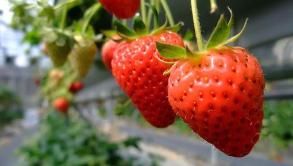 草莓定植后合理灌溉 草莓定植后合理灌溉