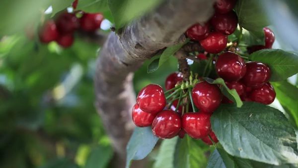 栽种樱桃季节很重要.jpeg 栽种樱桃季节很重要.jpeg