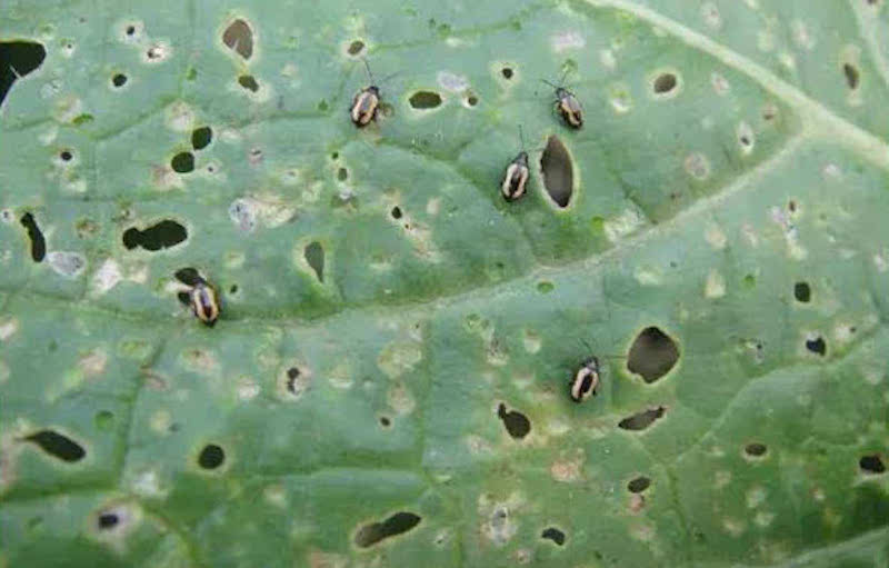 叶菜易生黄曲条跳甲.jpeg 叶菜易生黄曲条跳甲.jpeg