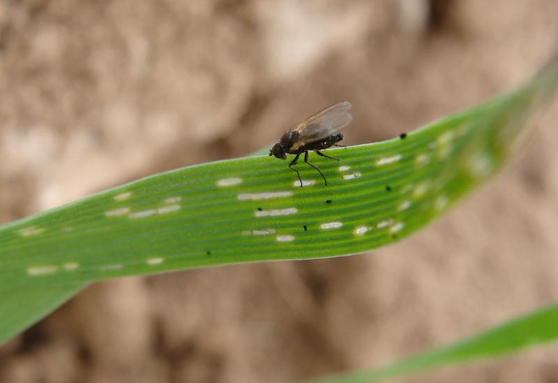 叶菜易生潜叶蝇.jpeg 叶菜易生潜叶蝇.jpeg