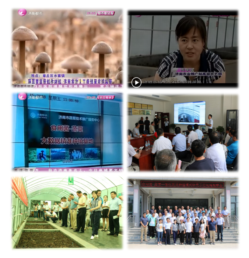 黑皮鸡枞菌养殖.png 黑皮鸡枞菌养殖.png